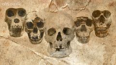 D. 28. oktober handler det om DNA og fundne fossiler, der udviser forståelsen af det moderne menneskes stamtræ.