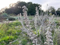 Grålige planter i forgrunden med en solbelyst skov i baggrunden.