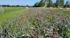 Biodiversitet på Kløvermarkens Idrætsanlæg