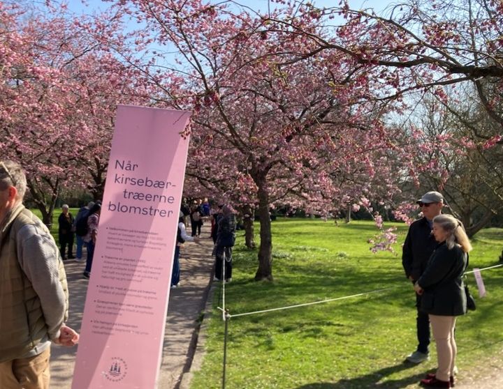 Skilte på kirkegården guider besøgende rundt til kirsebæralléen.