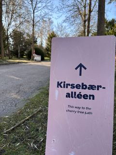 Skilte på Bispebjerg Kirkegård viser vej til kirsebæralléen