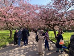 Kirsebæralléen på Bispebjerg Kirkegård