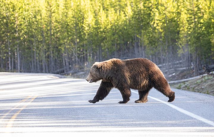 Pattedyr i store dele af verden bevægede sig tættere på både veje og byer, da vi mennesker holdt os indendøre for at mindske spredningen af corona. Her er det en grizzlybjørn, der går midt på vejen. Bjørnene var nogle af de dyr, der ændrede adfærd under nedlukningen.