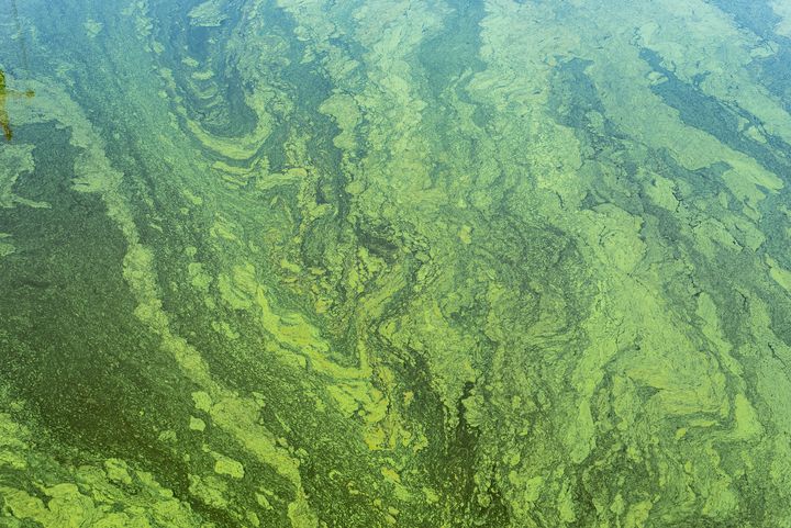 Vandoverfladen i denne sø er helt dækket af cyanobakterier, som vi i daglig tale kalder for blågrønalger. Noget der typisk sker under varmt og vindstille vejr. Flot ser det ud, men algerne producerer giftige stoffer, der gør det farligt at bade i vandet.