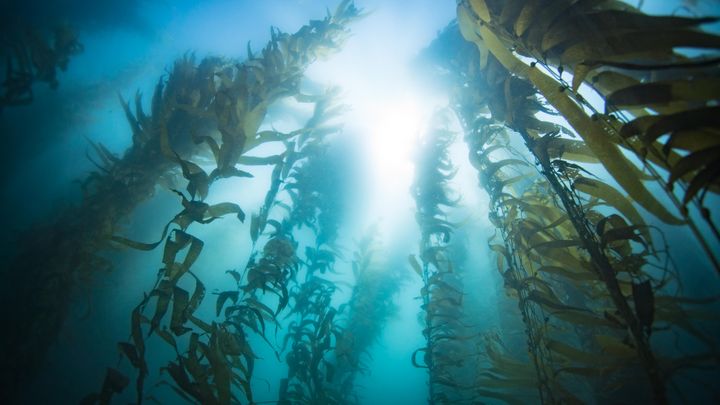 Det er tangskove som denne, der gradvist forsvinder. Skovene under havet binder både CO2 og er hjem for et hav af dyr. Her er det en tangskov ud for den californiske by La Jolla.