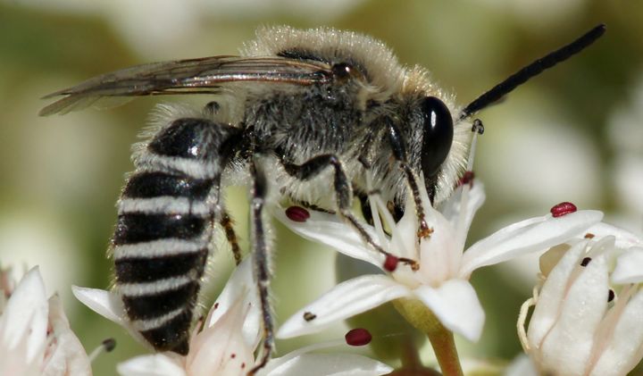 I Danmarks lever der 296 forskellige arter af vilde bier. Desværre har bierne det svært. Antallet falder, og det kan der være en række forskellige årsager til. En af dem er muligvis, at honningbierne spiser den pollen og nektar, som de vilde bier har brug for. På billedet er det en blå murerbi (Osmia caerulescens).