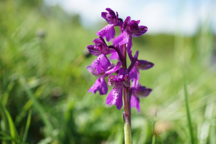 Når de kalkrige overdrev bliver græsset for hårdt, går det blandt andet ud over følsomme danske orkideer. Her er det salep gøgeurt.