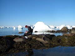 En ung Jakob Thyrring studerer sammensætningen af dyr og planter i tidevandszonen i Nordvestgrønland.