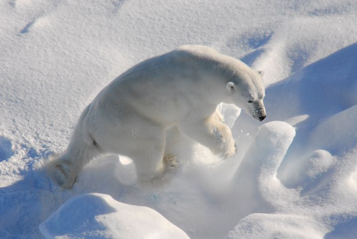 Isbjørn fotograferet tæt på grønlandssælernes og klapmydsernes ynglefelter i Nordøstgrønland foråret 2007. Disse arter erstatter i stigende grad ringsælerne grundet klimaændringerne, hvorved isbjørnens miljøbelastning stiger, fordi arterne har mere kviksølv i sig.