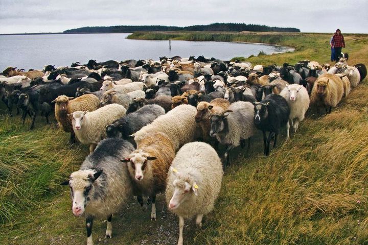 Fårene har længe været en fast bestanddel af livet på Gjellerodde, som ligger få kilometer nord for Lemvig. Fårene græsser og holder vegetationen nede, så hedelandskabet ikke forsvinder, men hvor mange får, der skal være på odden i fremtiden, er dog op til debat. Forskere fra Aarhus Universitet er nemlig gået sammen med Lemvig Kommune, Naturstyrelsen Vestjylland og Aage V. Jensens Fond om at forvalte naturen på en ny måde.