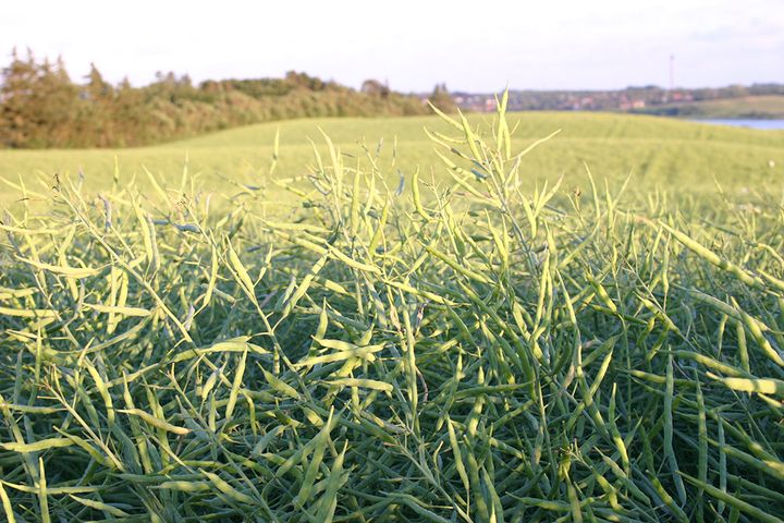 OBS: Billedet er af gulblomstret raps