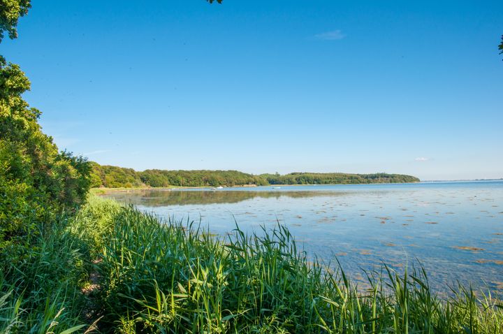 Billede af en kystlinje med frodige grønne planter og en rolig havoverflade under en blå himmel.