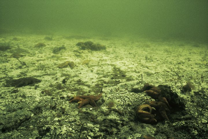 Foto af havbund med tydelige tegn på iltsvind.