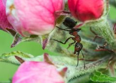 Skovmyrer skal i fremtiden hjælpe med en biologisk bekæmpelse af plantesygdomme i bl.a. æbleplantager. Her er en myre på jagt efter byttedyr blandt æbleblomster.