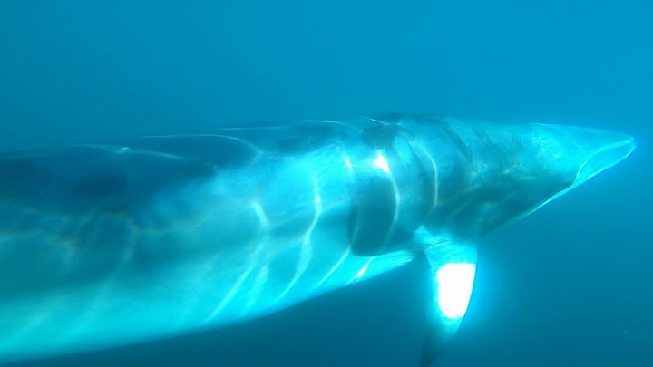 En vågehval fotograferet ved Lofoten i Norge. Vågehvalen er den mindste bardehval og derfor den oplagte kandidat til at undersøge bardehvalers hørelse.