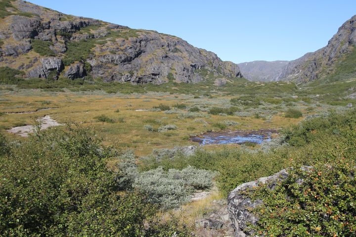 Billedet her viser området for nogle af de i alt 2174 prøvefelter, der blev etableret som en del af studiet. Billedet er taget i det grønlandske arboret i Narsarsuaq, Sydgrønland.