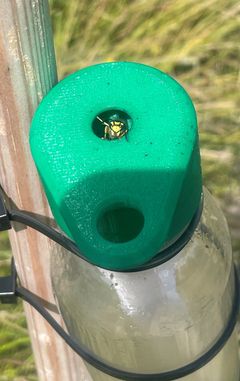 En hveps er på vej ud af sukkerautomaten efter den har mæsket sig i sukker. Nu er den lokket ind i kålmarken, når sommerfuglens larver går i aktion.