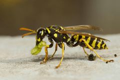 Larver af sommerfugle er en livret for en hveps og de spiser rigtig mange af dem. Det giver forskerne et håb om, at de kan lave en målrettet biologisk indsats mod angreb af laver fra kålsommerfugle i kommercielle kålmarker.