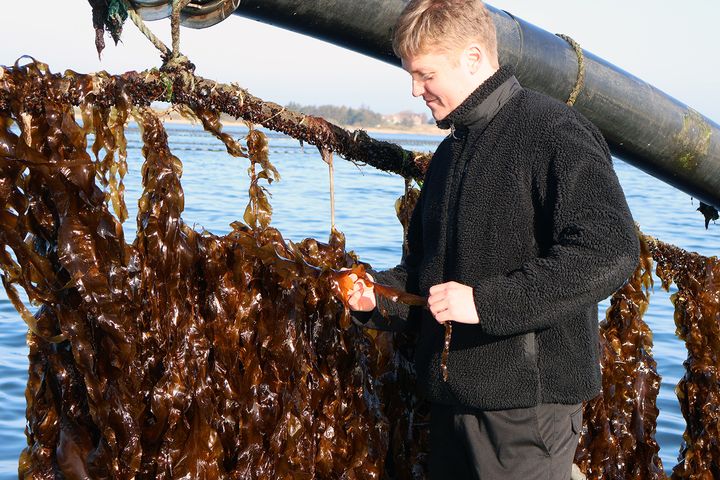 Horisontale net er mindre tilbøjelige til at filtre sammen end liner og har givet et meget stort udbytte af dansk tang fra Limfjorden. Her ses Ingeniørstuderende Markus Platz med tanghøsteren.