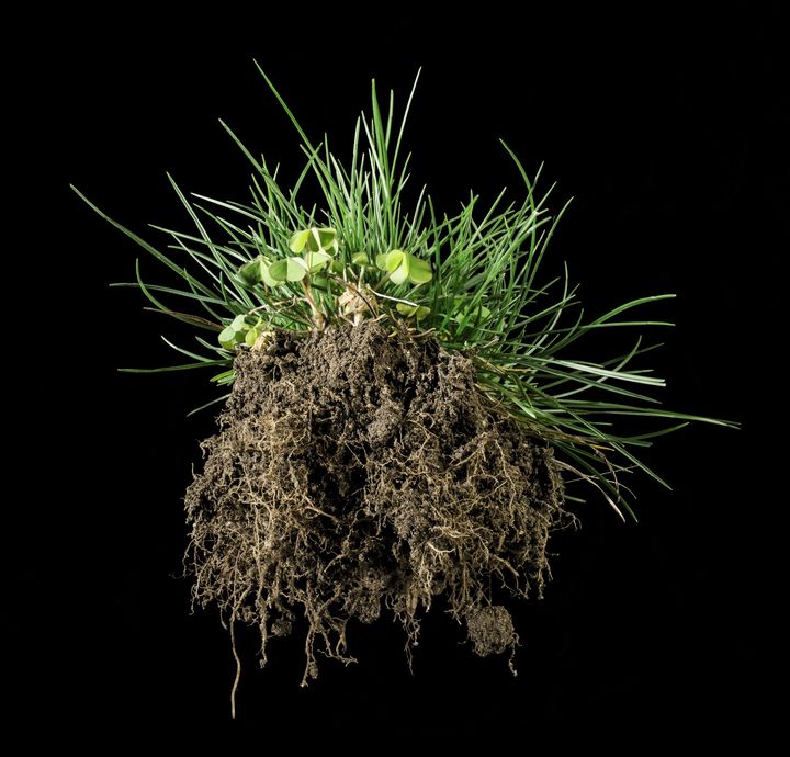 Planters rødder og jordklump med græs og små planter svævende mod sort baggrund.