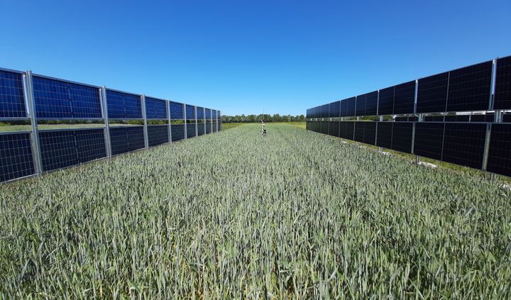 Vertikale solceller producerer næsten lige så meget elektricitet som de skrå. Samtidig har panelernes placering overraskende få konsekvenser for planterne.