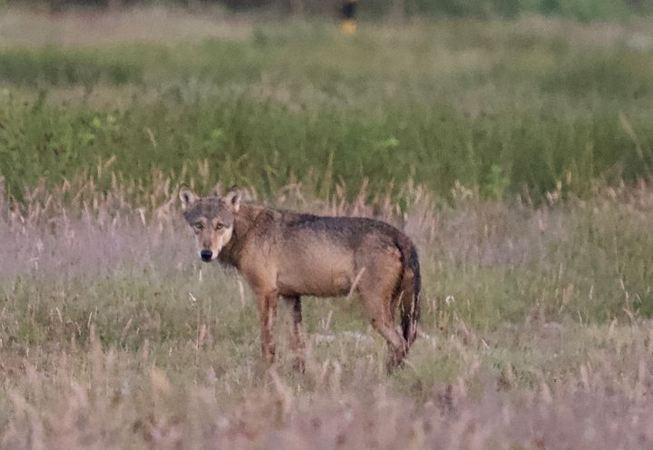 Ulven er lærenem og opdager den først, at der findes let tilgængelig føde, kan den afvige fra sin naturlige skyhed og vænne sig til at søge føde tæt på mennesker.