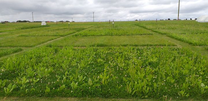 Grønne testmarker med forskellige græsblandinger