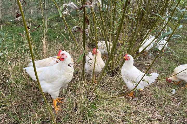 I forskningsprojektet HOPeS blev dual-purposeracerne ISA Dual og Lohmann Dual udvalgt til forsøg med både hane- og hønekyllinger. På billedet ses haner af racen ISA Dual fra forsøget. Foto: Sanna Steenfeldt.