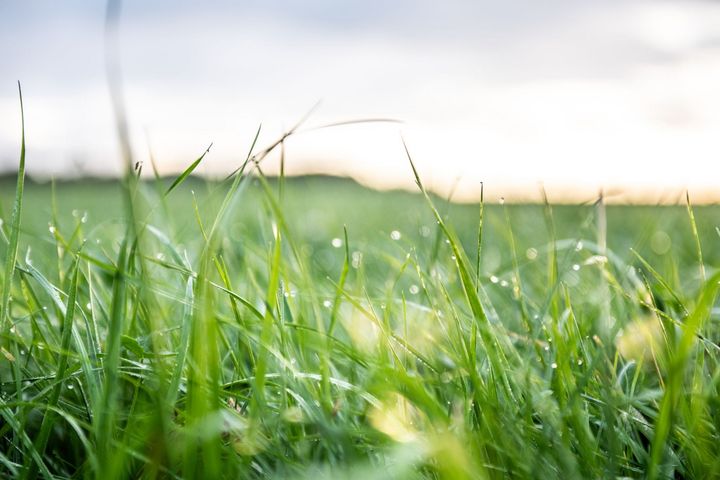 Billede af en grøn mark set tæt på med dugdråber på græsstråene.
