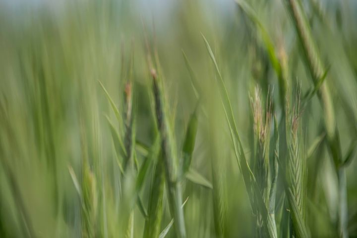 Nærbillede af grønne afgrøder på en mark.