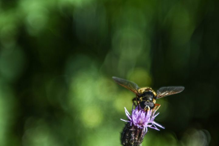 En bi sidder på en lilla blomst med slørede, grønne blade i baggrunden.
