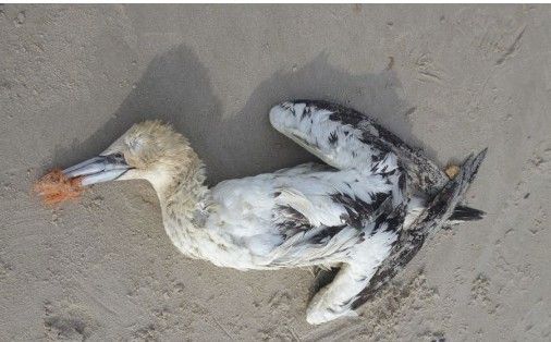 Død sule på stranden med næbbet viklet ind i orange dolly rope.