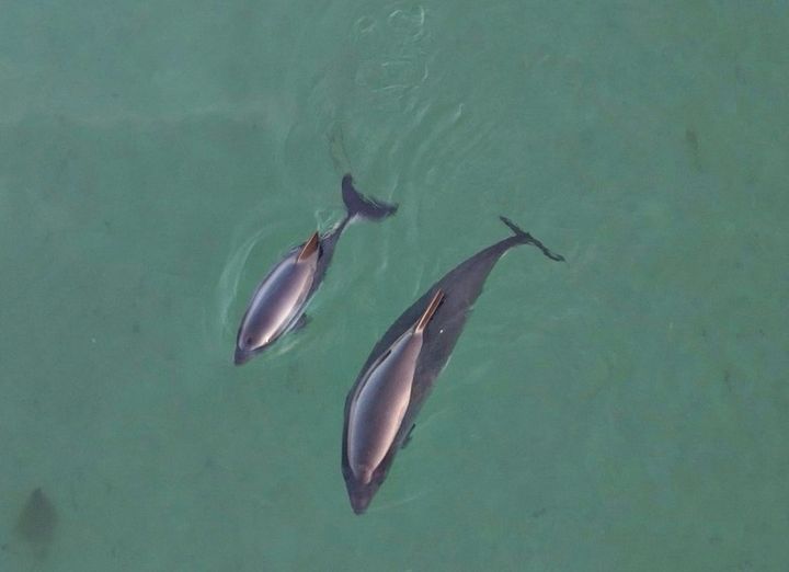 Marsvinenes fødesøgning faldt mest markant i løbet af sommerens dagtimer, hvor der både er flest marsvin i Lillebælt og flest skibe der sejler gennem Lillebælt, viser ny forskning.