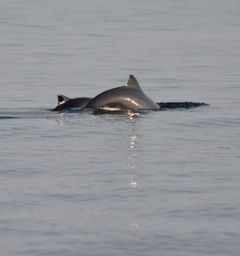 Indholdet af den kemiske miljøbelastning i de indre danske farvande har været faldende over de seneste tre årtier. Dette gælder ligeledes for effekterne på marsvinenes reproduktion og immunsystem.