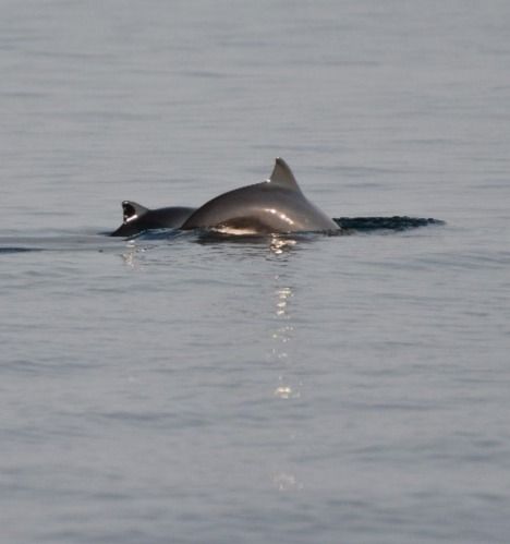 Der er målt et fald i miljøgifte i de danske marsvin. De høje koncentrationer af især PCB'er og DDT'er i de indre danske farvande har dog bidraget til at decimere marsvinebestanden i den højere belastede Østersø mellem 1960 og 1980, viser nyt studie.