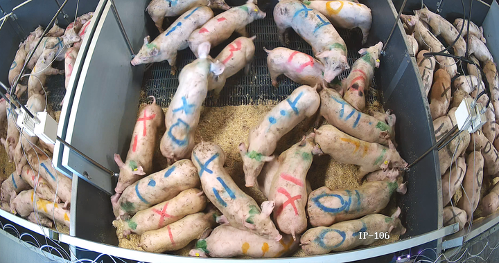 Smågrise i en forsøgsopstilling, der simulerer transportforhold. Grisene er sammenblandet med dyr fra andre stier, og farvemarkeringer gør det muligt at identificere de enkelte dyr. Sammenblanding kan føre til øget aggression, når grisene etablerer en ny social rangorden.