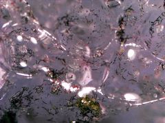 Her ses mikroalgernes mørke pigmenter, der ligger som et slags skjold i cellerne.