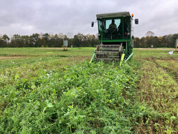 Høst af afgrøder i en mark ved Foulumgaard nær Viborg.