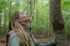 Bøgetræerne i Lisbjerg Skov står på rad og række.