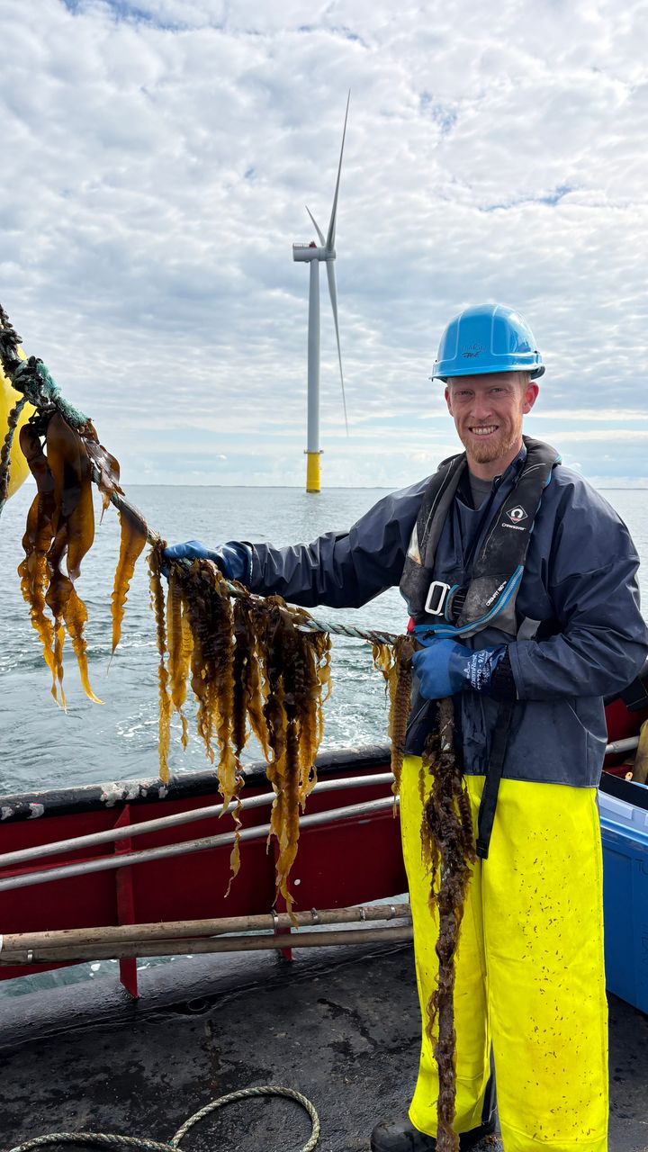 Teis Boderskov, Aahus Universitet, høster sukkertang i vindmølleparken Vesterhav Syd i maj 2026, som en del af projektet Win@sea.  Partnerne i projektet er: Aarhus Universitet, Vattenfall, Kerteminde Seafarm, DTU Aqua, Kattegatcenteret og Københavns Universitet.