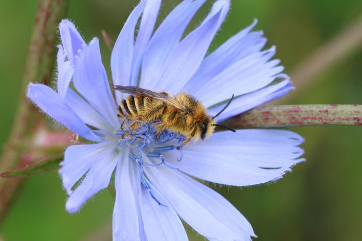 En langtungebi på en lilla blomst.
