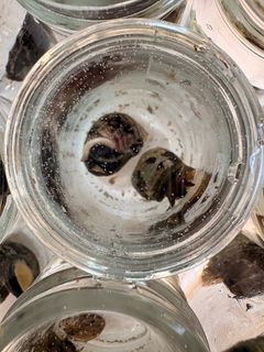 De små hvide prikker omkring strandsneglene er parasitlarver, som sneglene har frigivet. Strandsnegle fungerer som vært for flere af de parasitter, der senere kan inficere blåmuslinger. Forsøgene viste overraskende, at selv kemiske spor fra strandsnegle kunne få blåmuslingerne til at skrue markant ned for filtreringen.