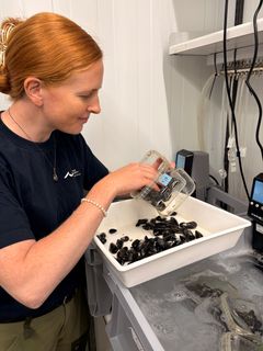 Pernille Kibak i laboratoriet, hvor hun sorterer muslinger, som hun bruger til parasitforsøg, som hun kører i øjeblikket. Muslingerne fordeles i forskellige akvarier afhængig af forsøg.