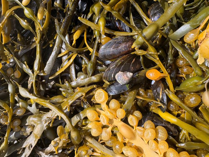 Blåmuslinger og en strandsnegl. Dyr med en tættere forbindelse, end man måske skulle tro. Strandsneglen fungerer som vært for flere af de parasitter, der senere kan inficere blåmuslinger. Den nye forskning viser, at selv kemiske spor fra strandsneglen kan få blåmuslinger til at skrue markant ned for deres filtrering. Det kan måske få større betydning end blot for den enkelte musling.
