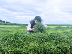 Giulia Vaccargiu med det nyhøstede græs fra forsøgsmarkerne ved AU Viborg. Græsset indgår i forsøg i ClimateReach-projektet.