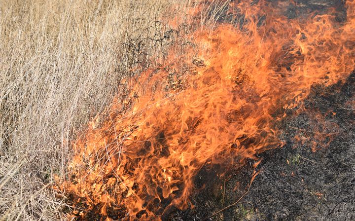 Billede af en græsbrand med flammer, der spreder sig gennem tørt græs og vegetation.