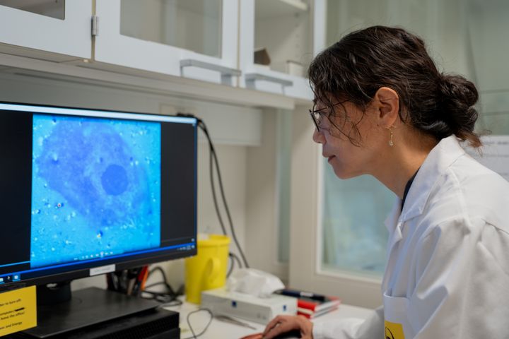 Lektor Menglin Chen undersøger, hvordan de lysfølsomme nanopartikler påvirker levende celler. På skærmen ses calcium blive frigivet inde i en celle, efter at nanopartikler, som cellen har optaget, bliver belyst med blåt lys. Calcium spiller en vigtig rolle i cellernes signalering, og forsøget hjælper forskerne med at forstå, hvordan nanopartiklerne kan omsætte lys til biologisk aktivitet.