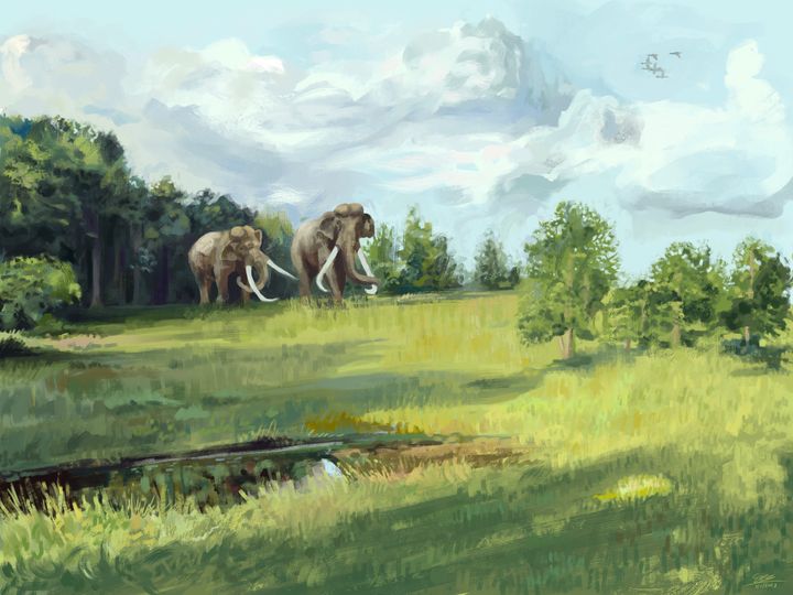Store dyr, som elefanterne på billedet her, medvirkede højst sandsynligt til at holde dele af det danske landskab åbent i sidste mellemistid og dermed skabe variation.