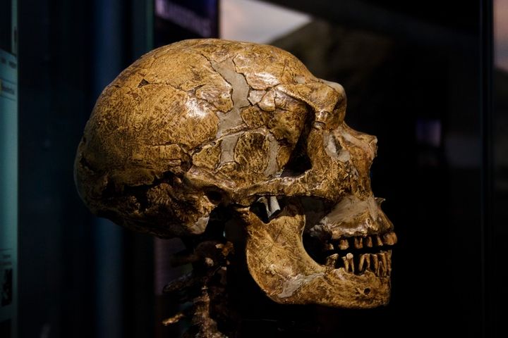 Kraniet her er fra Homo erectus, som var den første menneskeart til at vandre ud af Afrika. Det skete for omkring 2,1 millioner år siden. Ny forskning viser, at der netop i den periode var et vådere og mildere klima i det nordøstlige Afrika, som skabte en grøn korridor, der sandsynligvis muliggjorde, at Homo erectus kunne forlade kontinentet.