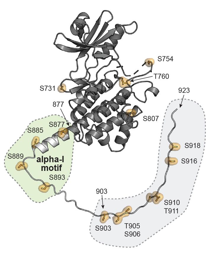 Fosforyleringssteder kortlagt på strukturen af celleoverflade-receptoren kaldet SYMRK. Mørkegrå er krystalstrukturen og lysegrå er modellen af strukturen (figur: Abel & Nørgaard et al. 2024)